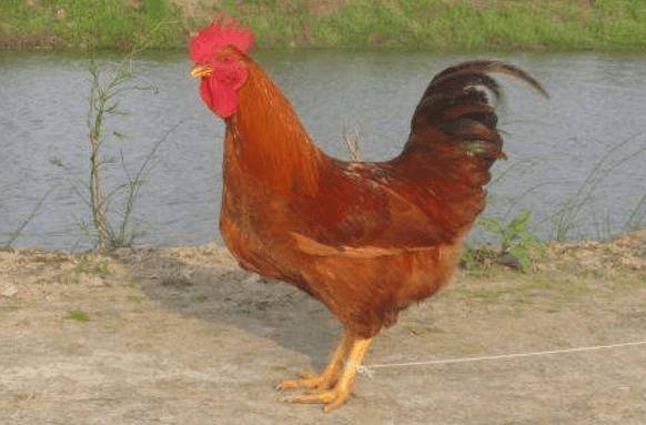 萧山鸡简介,曾入住王宫的珍品土鸡_养鸡