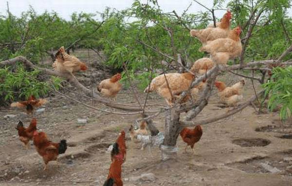 仙居鸡简介,朱元璋钟爱的优质土鸡_养鸡