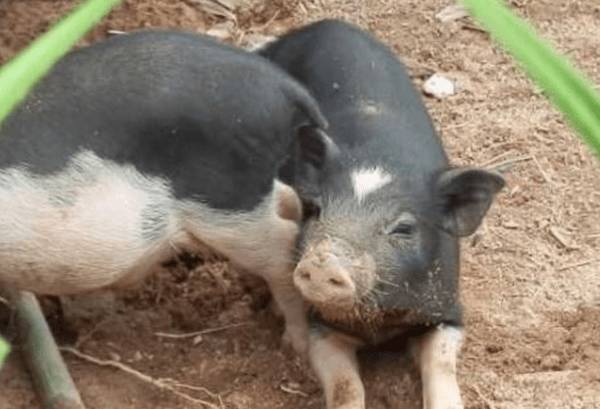 五指山猪简介,产于海南五指山的优质黑猪_香猪养殖