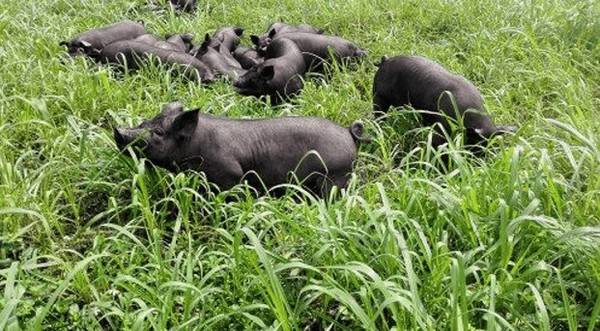 珠江香猪简介,始自明朝的珍稀香猪品种_香猪养殖