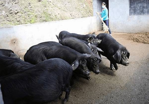 汉江黑猪简介,汉江黑猪的产地分布与品种特性_香猪养殖