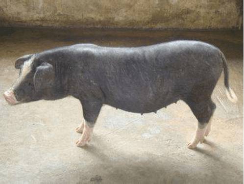 汉江黑猪简介,汉江黑猪的产地分布与品种特性_香猪养殖