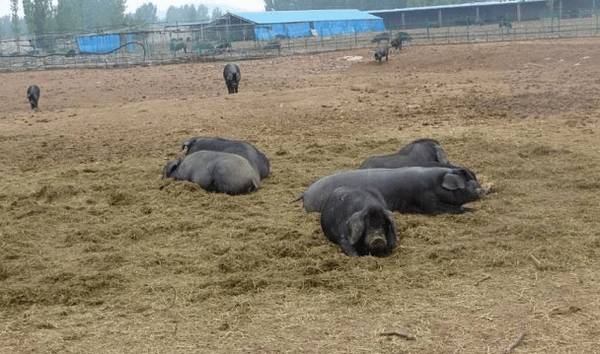沂蒙黑猪简介,沂蒙地区的特有黑猪品种_香猪养殖