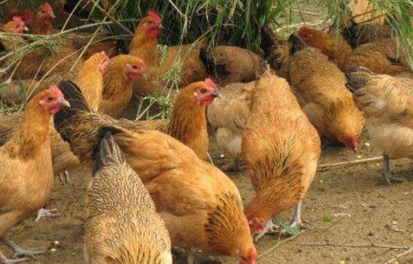 养鸡怎么选址,养鸡鸡场选址的注意事项_养鸡