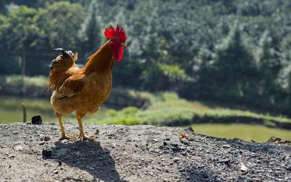 提高土鸡养殖成活率的经验技巧_养鸡