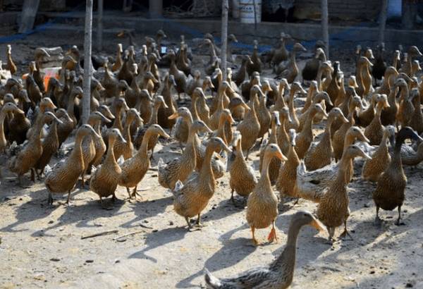 鸭食盐中毒的症状与防治方法_养鸭