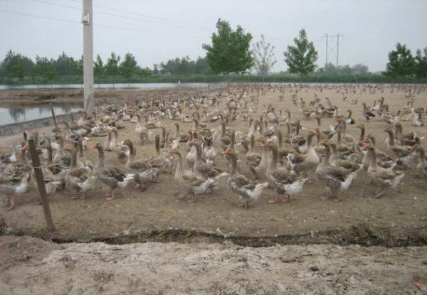 夏季养鸭调整饲喂时间_养鸭