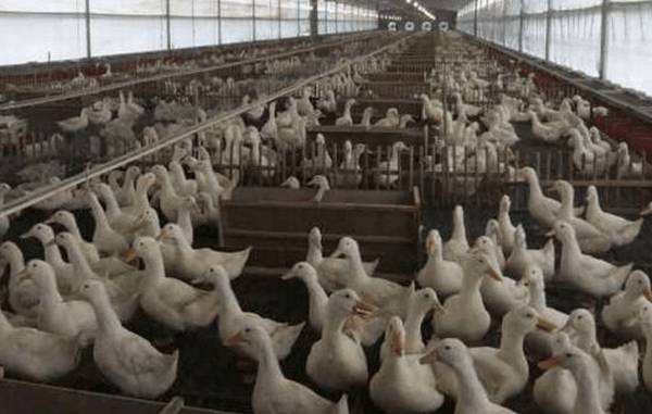 夏季养鸭的饲养与管理问题_养鸭