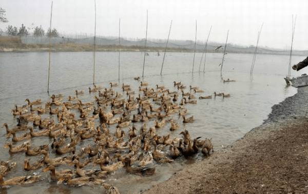 夏季养鸭子对饲养方式的要求_养鸭