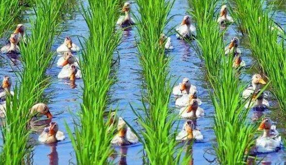 稻田养鸭的优势分析_养鸭