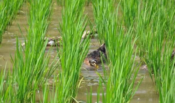 稻田养鸭一亩养几只,稻田养鸭的密度问题_养鸭