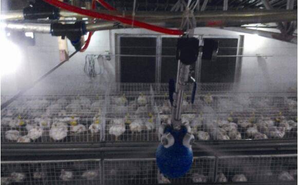 鸡场鸡舍消毒的注意事项_养鸡