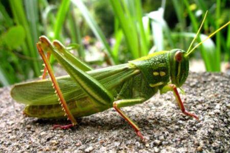 母蝗虫比公蝗虫大多少_养殖问答