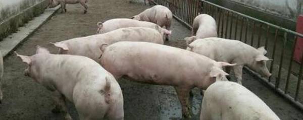 猪舍建多大一间合适_养殖问答