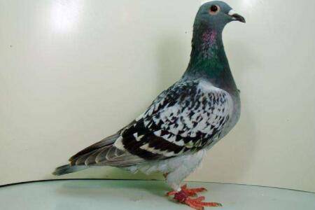 信鸽分速怎么计算?_养鸽