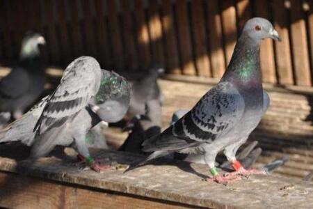 信鸽肝精怎么自制?_养鸽