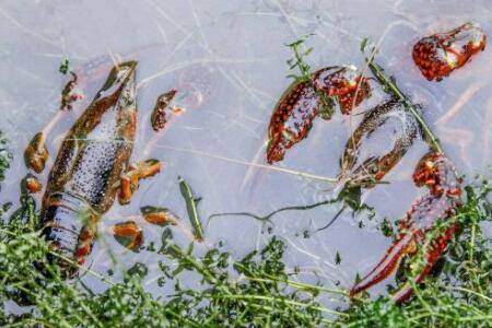 小龙虾每年繁殖多少次?_养虾