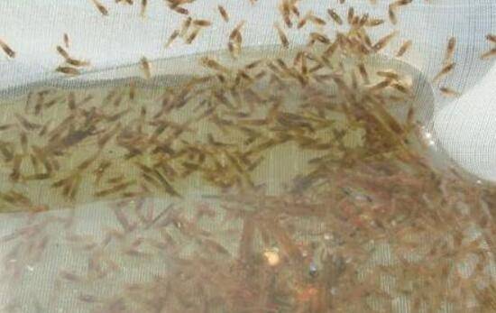 冬季养殖小龙虾时怎么施肥调水_养虾