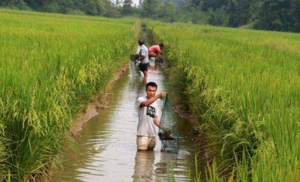 小龙虾培育亲本的方法_养虾