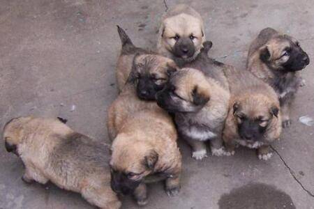 肉狗育肥期的饲料配方_养殖问答