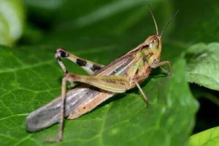 蝗虫白天会叫吗?_养殖问答