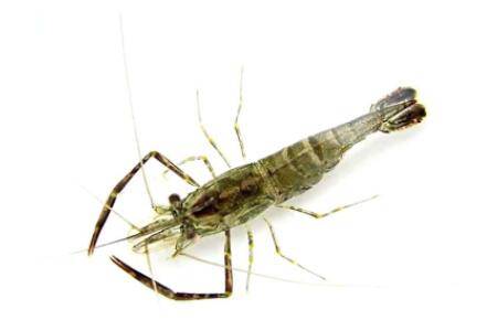 河虾吃什么食物_养虾