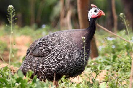 珍珠鸡怎么养,珍珠鸡的饲养要求有哪些_特禽养殖