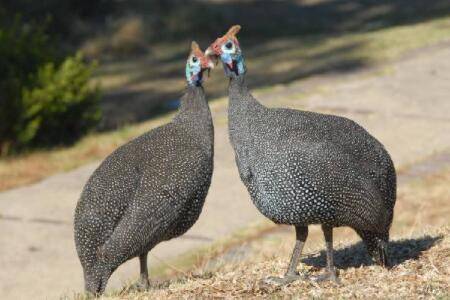 珍珠鸡孵化多少天可以出壳?_特禽养殖