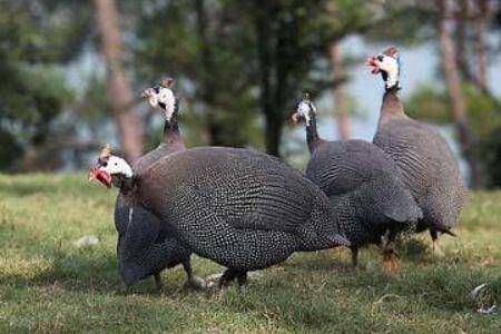 珍珠鸡飞的高吗?_特禽养殖