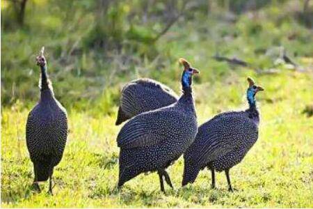 珍珠鸡最大能长到几斤?_特禽养殖