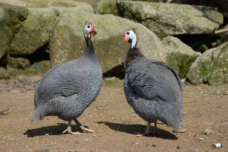 珍珠鸡要喝水吗?_特禽养殖