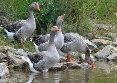 郎德鹅和雁鹅有啥区别_养鹅