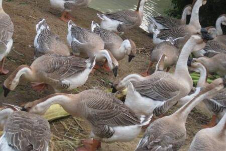 郎德鹅怎么区分公母_养鹅