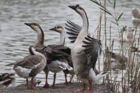 雁鹅和鹅有什么区别_养鹅
