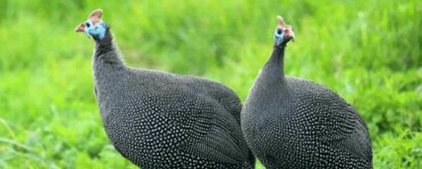 珍珠鸡产蛋前有什么征兆_特禽养殖