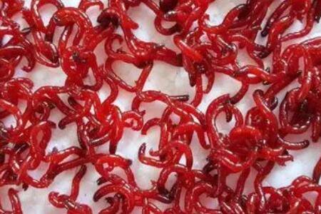 红虫是什么_养殖问答