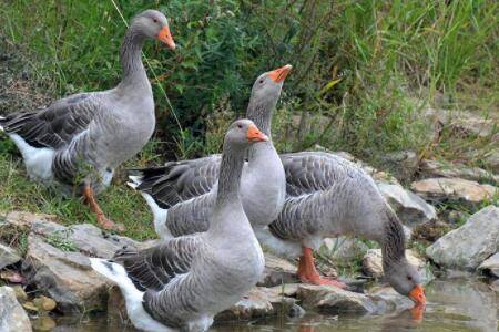 郎德鹅苗价格多少钱_养鹅