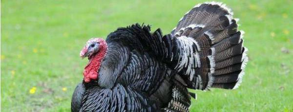 火鸡刚出壳喂什么饲料_养殖问答