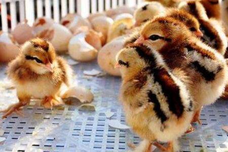 小鸡脱肛什么原因,怎么办?_养鸡