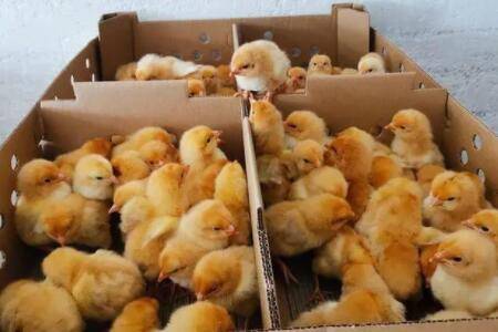 鸡苗不同日龄疫苗顺序_养鸡