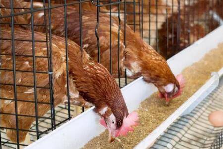 100斤鸡饲料放多少盐合适_养鸡