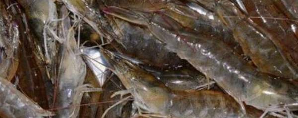 虾塘ph值偏高怎么处理?_养虾