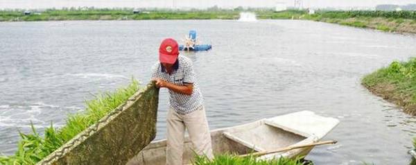 养虾为什么肥水?_养殖问答