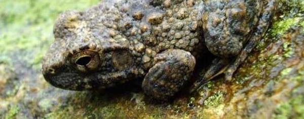 石蛙吃什么饲料_养殖问答