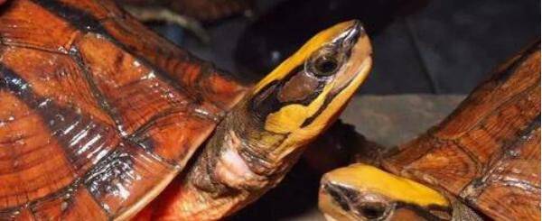 ��Ǯ����ô���ֹ�ĸ_��ֳ�ʴ�