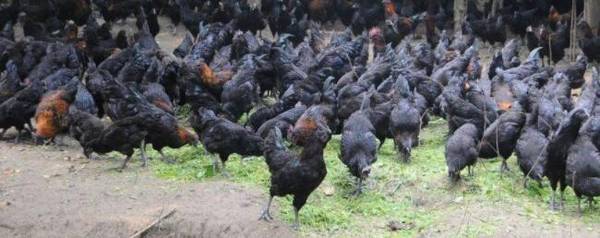 乌鸡以什么为食,乌鸡爱吃什么_养殖问答