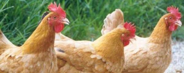 三黄鸡是不是速成鸡,三黄鸡是不是激素鸡_养殖问答