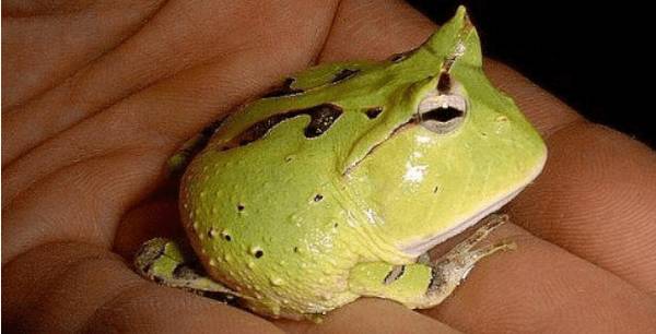 钟角蛙怎么看品相?_养殖问答