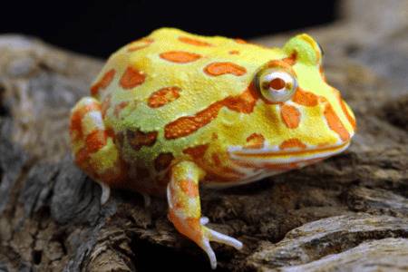 角蛙认主人吗?_养殖问答