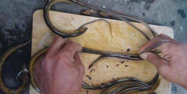 黄鳝怎么去骨,两大去骨方法看一看_养鱼